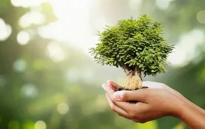 The Advantages of Tree Care Insurance for Your Business